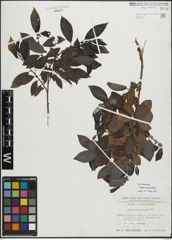 Foto von Salix myrsinifolia Salisb.